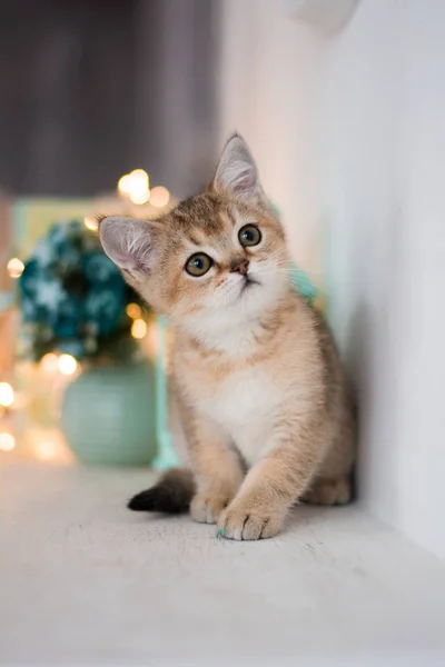 Gatinho Scottish Linha Reta Lop Eared Fofo Animal Fotografia De Stock