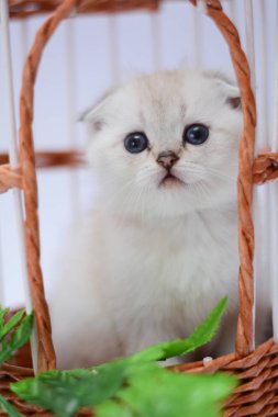 yavru kedi kedi İskoç düz, lop-eared kabarık, hayvan