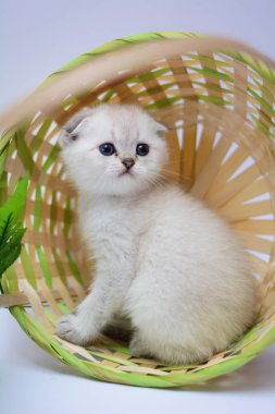 yavru kedi kedi İskoç düz, lop-eared kabarık, hayvan