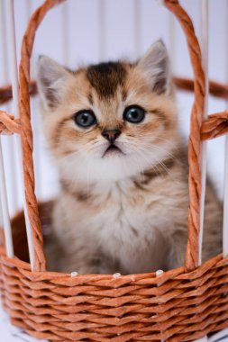 yavru kedi kedi İskoç düz, lop-eared kabarık, hayvan