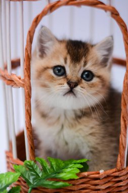 yavru kedi kedi İskoç düz, lop-eared kabarık, hayvan