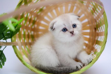 yavru kedi kedi İskoç düz, lop-eared kabarık, hayvan