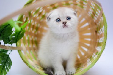 yavru kedi kedi İskoç düz, lop-eared kabarık, hayvan