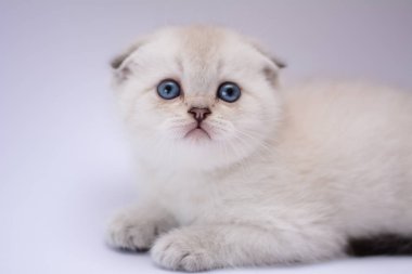 yavru kedi kedi İskoç düz, lop-eared kabarık, hayvan