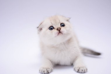 yavru kedi kedi İskoç düz, lop-eared kabarık, hayvan