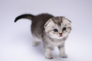 yavru kedi kedi İskoç düz, lop-eared kabarık, hayvan