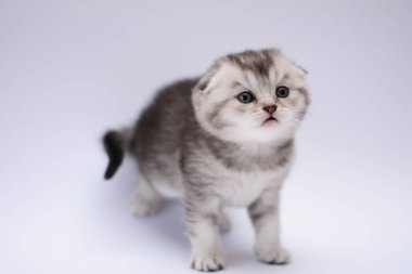 yavru kedi kedi İskoç düz, lop-eared kabarık, hayvan