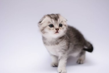 yavru kedi kedi İskoç düz, lop-eared kabarık, hayvan