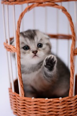 yavru kedi kedi İskoç düz, lop-eared kabarık, hayvan