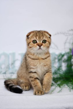 yavru kedi kedi İskoç düz, lop-eared kabarık, hayvan