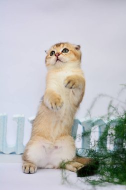 yavru kedi kedi İskoç düz, lop-eared kabarık, hayvan