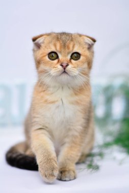 yavru kedi kedi İskoç düz, lop-eared kabarık, hayvan