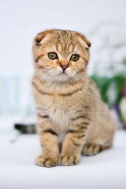 yavru kedi kedi İskoç düz, lop-eared kabarık, hayvan