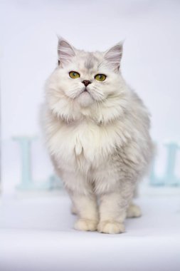 yavru kedi kedi İskoç düz, lop-eared kabarık, hayvan