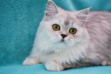 yavru kedi kedi İskoç düz, lop-eared kabarık, hayvan