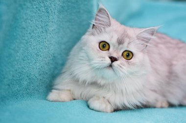 yavru kedi kedi İskoç düz, lop-eared kabarık, hayvan