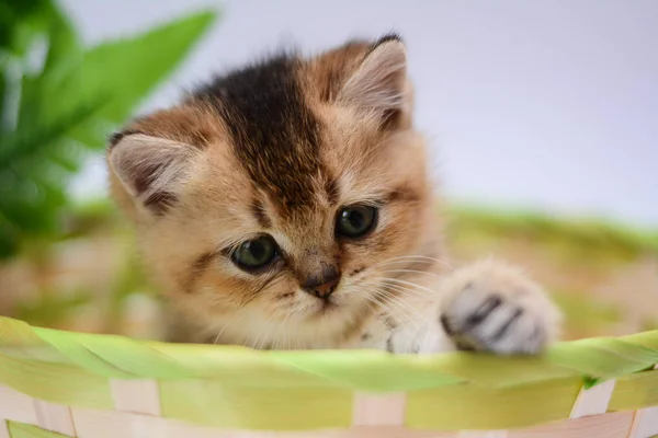 Kitten Cat Scottish Straight Lop Eared Fluffy Animal — Stock Photo, Image