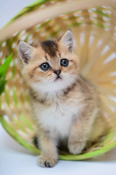 Kitten Cat Scottish Straight Lop Eared Fluffy Animal — Stock Photo, Image