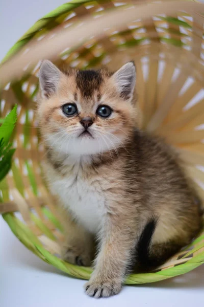 Gatito Gato Escocés Recta Lop Orejas Esponjoso Animal — Foto de Stock