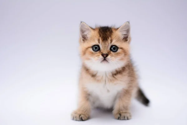 Yavru Kedi Kedi Skoç Düz Lop Eared Kabarık Hayvan — Stok fotoğraf