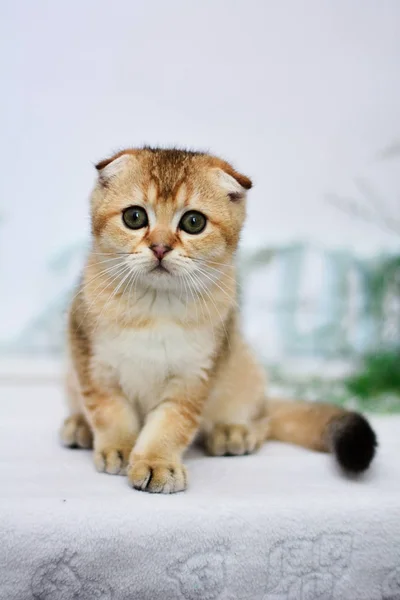 Kitten Cat Scottish Straight Lop Eared Fluffy Animal — Stock Photo, Image