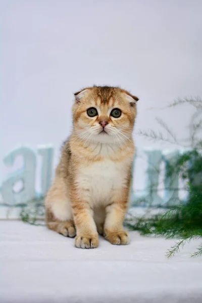 Gatito Gato Escocés Recta Lop Orejas Esponjoso Animal —  Fotos de Stock