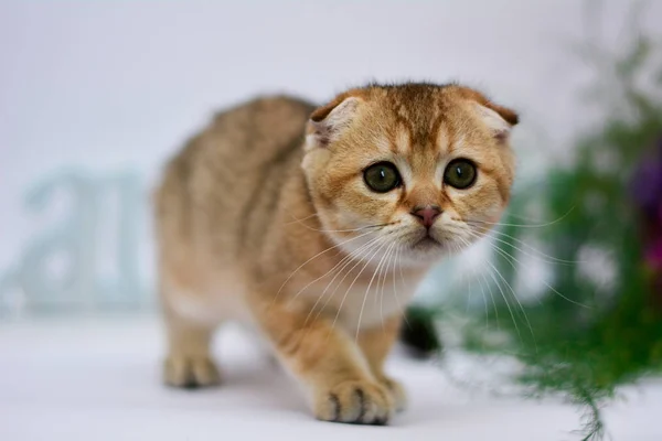 Kätzchen Katze Schottisch Gerade Schlappohr Flauschig Tier — Stockfoto