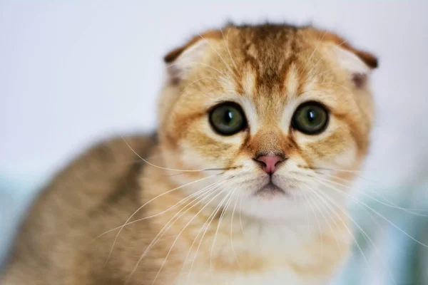 Kitten Cat Scottish Straight Lop Eared Fluffy Animal — Stock Photo, Image