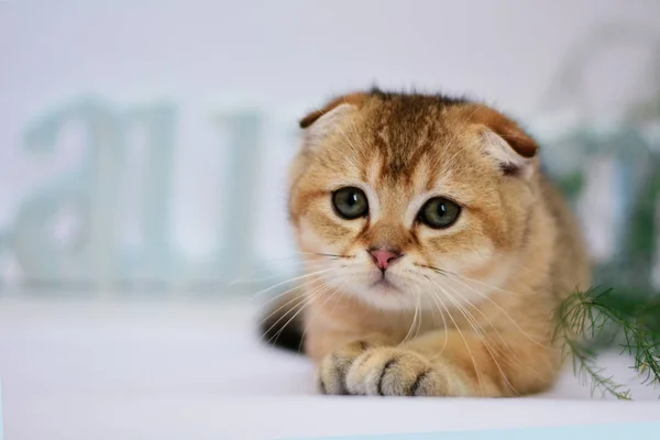 Yavru Kedi Kedi Skoç Düz Lop Eared Kabarık Hayvan — Stok fotoğraf