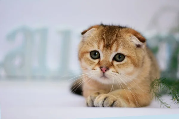 Gatito Gato Escocés Recta Lop Orejas Esponjoso Animal —  Fotos de Stock