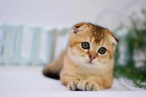 Kitten Cat Scottish Straight Lop Eared Fluffy Animal — Stock Photo, Image