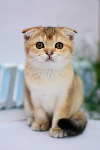 Kitten Cat Scottish Straight Lop Eared Fluffy Animal — Stock Photo, Image