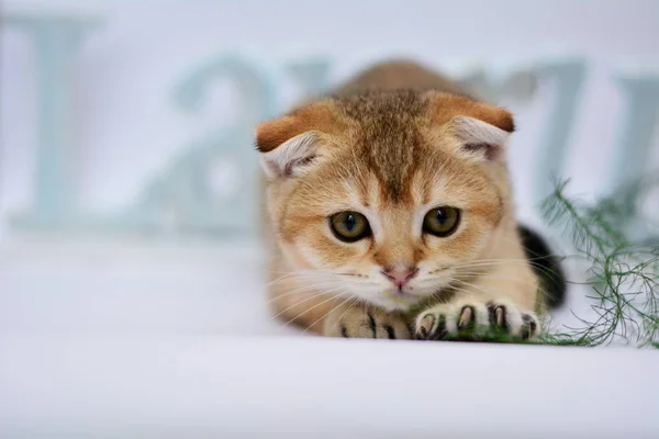 Kitten Kat Schotse Rechte Droeve Pluizig Dier — Stockfoto