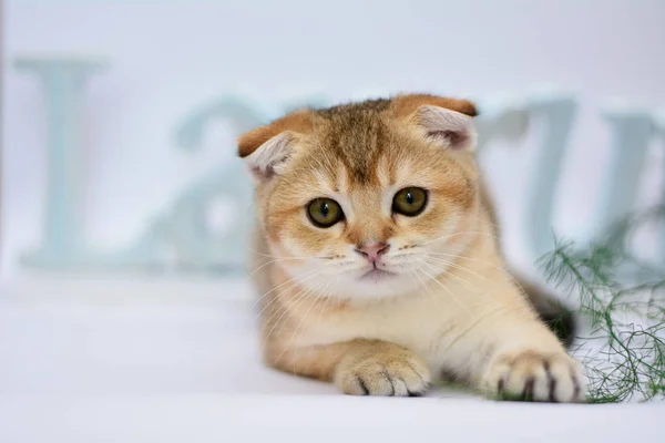 Kitten Cat Scottish Straight Lop Eared Fluffy Animal — Stock Photo, Image