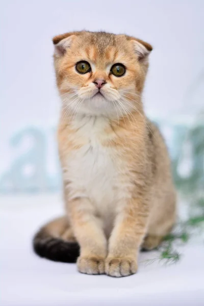 Kotě Kočka Skotský Rovný Zběsilého Útoku Nadýchané Zvíře — Stock fotografie