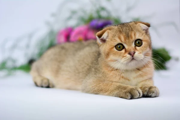 Yavru Kedi Kedi Skoç Düz Lop Eared Kabarık Hayvan — Stok fotoğraf