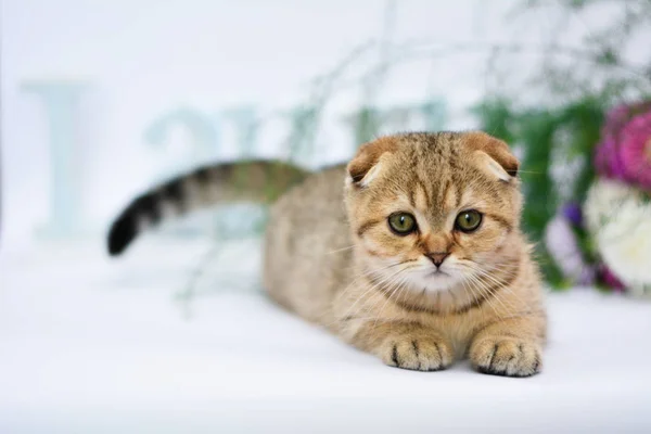 Kitten Cat Scottish Straight Lop Eared Fluffy Animal — Stock Photo, Image