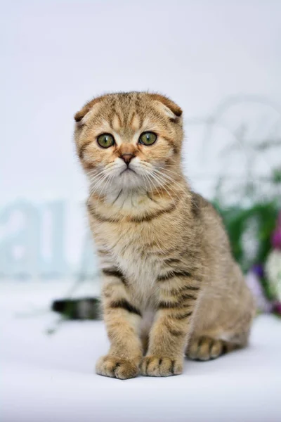 Kitten Cat Scottish Straight Lop Eared Fluffy Animal — Stock Photo, Image