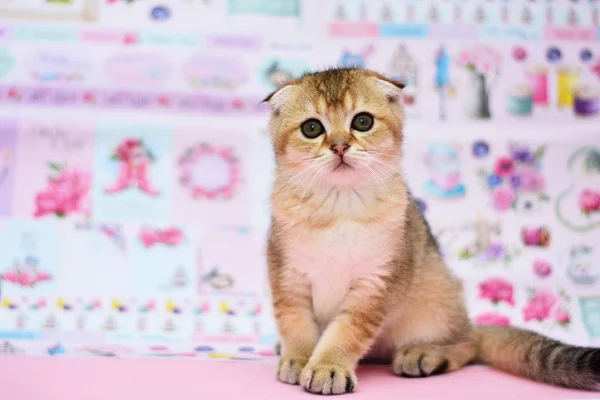 Gatito Gato Escocés Recta Lop Orejas Esponjoso Animal —  Fotos de Stock