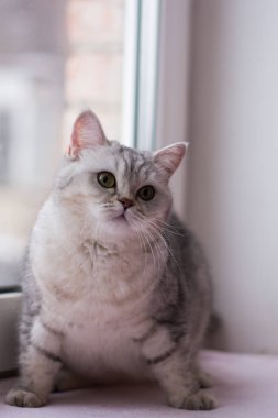 yavru kedi kedi İskoç düz, lop-eared kabarık, hayvan