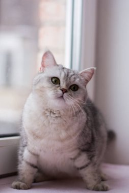 yavru kedi kedi İskoç düz, lop-eared kabarık, hayvan