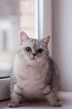 yavru kedi kedi İskoç düz, lop-eared kabarık, hayvan