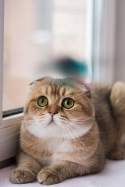 yavru kedi kedi İskoç düz, lop-eared kabarık, hayvan