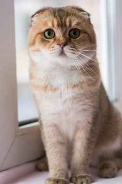 yavru kedi kedi İskoç düz, lop-eared kabarık, hayvan