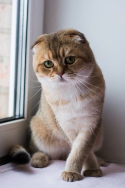 yavru kedi kedi İskoç düz, lop-eared kabarık, hayvan