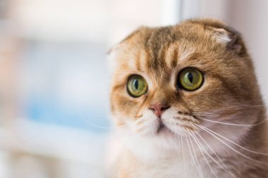 yavru kedi kedi İskoç düz, lop-eared kabarık, hayvan