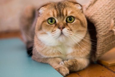 yavru kedi kedi İskoç düz, lop-eared kabarık, hayvan