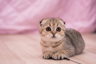 yavru kedi kedi İskoç düz, lop-eared kabarık, hayvan