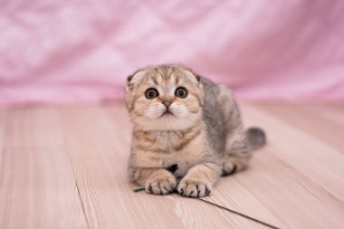 yavru kedi kedi İskoç düz, lop-eared kabarık, hayvan