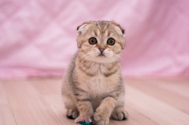 yavru kedi kedi İskoç düz, lop-eared kabarık, hayvan